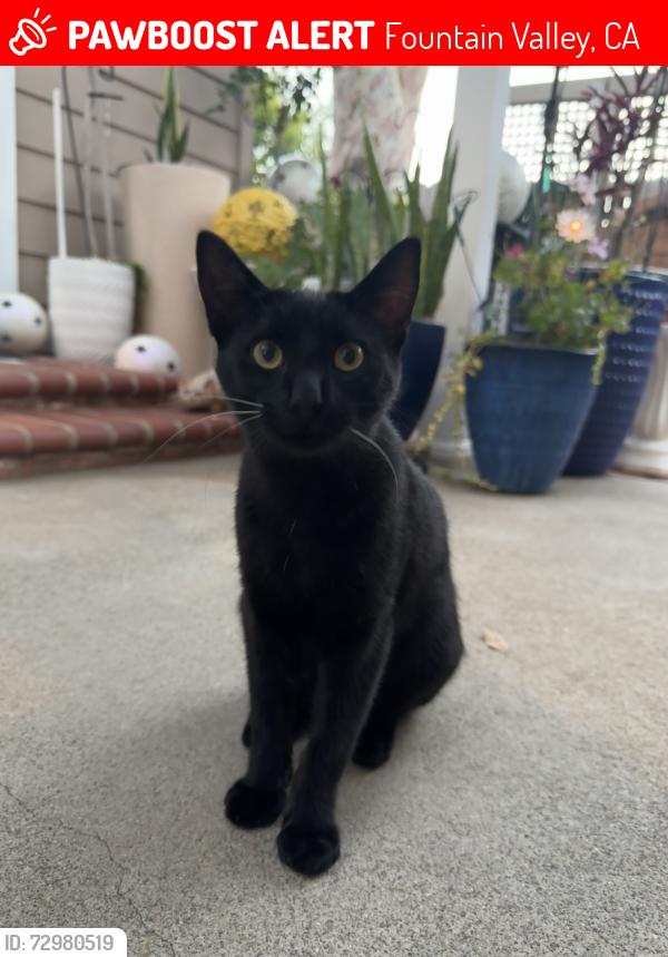 Lost Male Cat last seen Magnolia and Heil, Fountain Valley, CA 92708