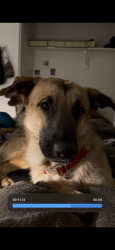 Reunited Male Dog last seen West Herber Rd, Tolleson, AZ 85353