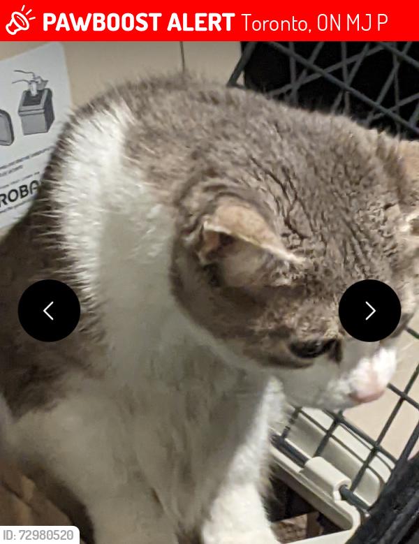 Lost Female Cat last seen Near Winters LnNorth York, ON M3J 1P3, Canada, Toronto, ON M3J 1P3