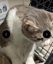 Lost Female Cat last seen Near Winters LnNorth York, ON M3J 1P3, Canada, Toronto, ON M3J 1P3