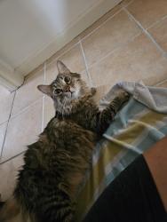 Reunited Male Cat last seen 45th and Normandie, Los Angeles, CA 90062