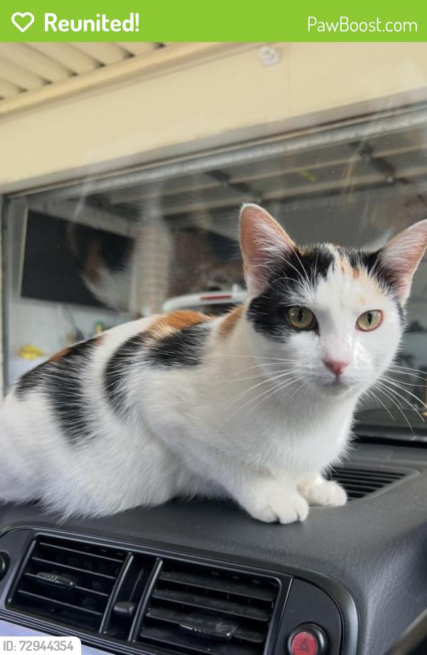 Reunited Female Cat last seen Explorers Way St Clair, Saint Clair, NSW 2759