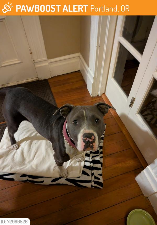 Found/Stray Female Dog last seen Aladdin Theater, Portland, OR 97202