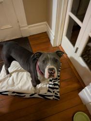 Found/Stray Female Dog last seen Aladdin Theater, Portland, OR 97202