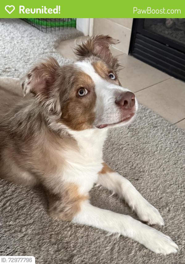 Reunited Female Dog last seen Central College Presbyterian Church, Westerville, OH 43081