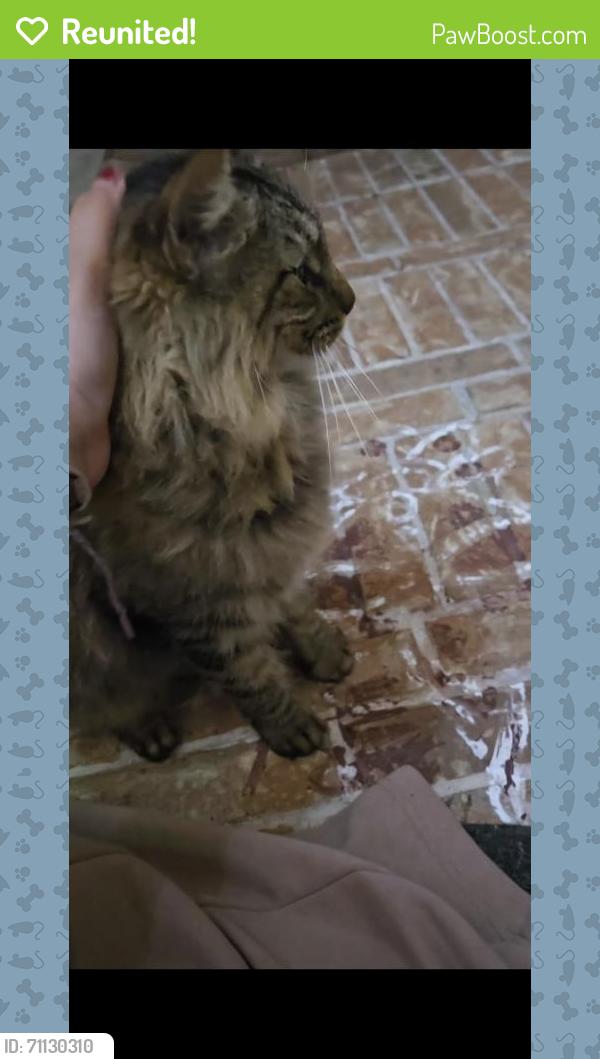 Reunited Unknown Cat last seen Folly Point Drive, Cypress, TX 77429