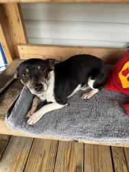 Lost Male Dog last seen Rock Springs Baptist Church, Bailey, NC 27807
