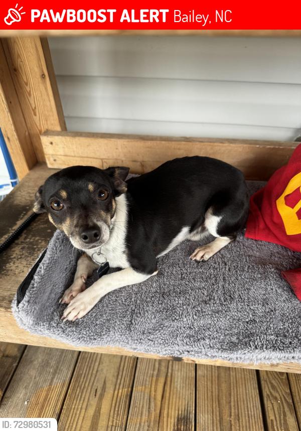 Lost Male Dog last seen Rock Springs Baptist Church, Bailey, NC 27807
