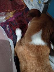 Lost Female Dog last seen Jack in the boxer Taco Bell off of Ventura road in Port Hueneme, Port Hueneme, CA 93041