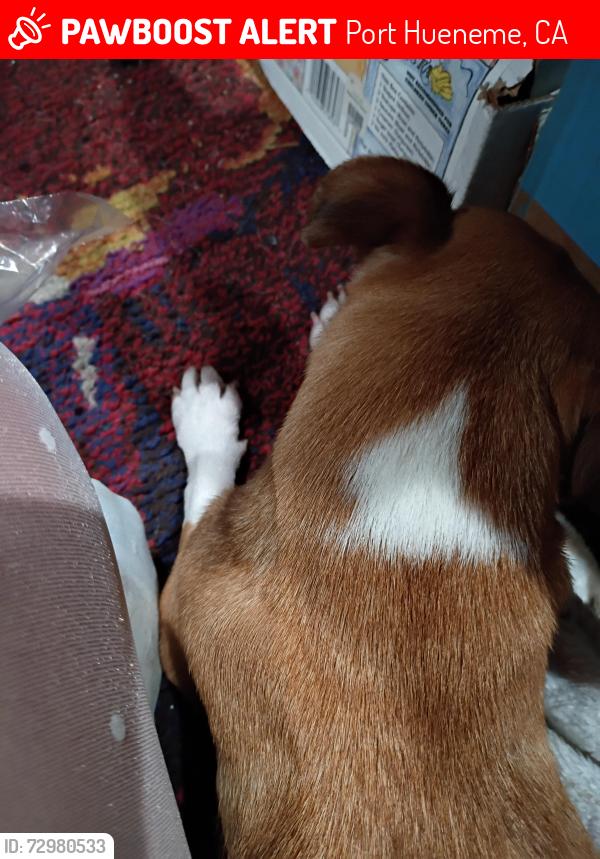 Lost Female Dog last seen Jack in the boxer Taco Bell off of Ventura road in Port Hueneme, Port Hueneme, CA 93041