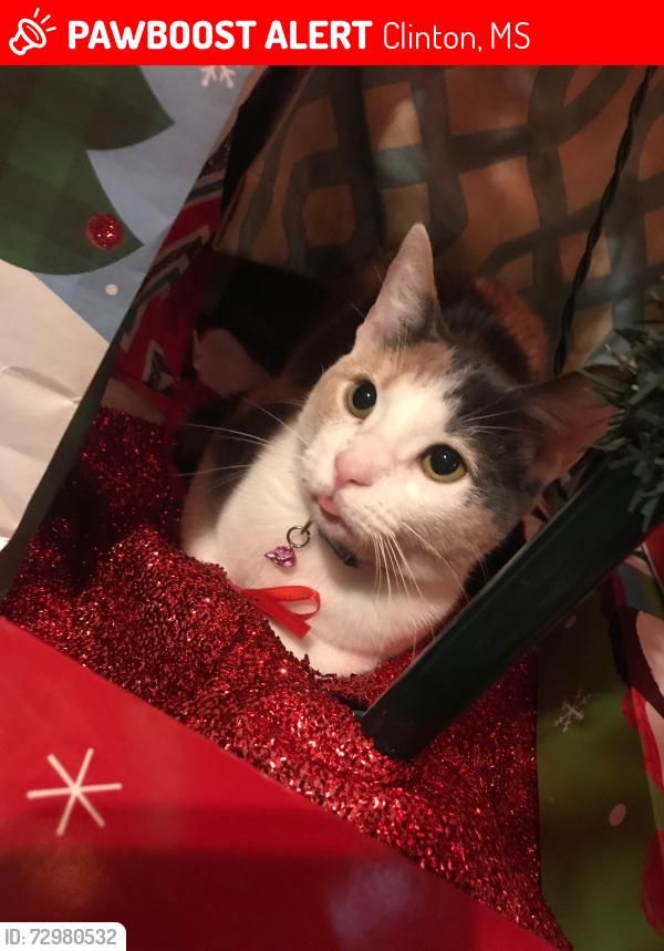 Lost Female Cat last seen Parker Dr, Clinton, MS 39056
