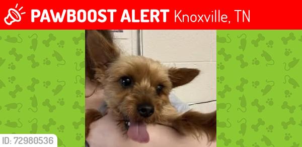 Lost Male Dog last seen Chapman highway, Knoxville, TN 37920