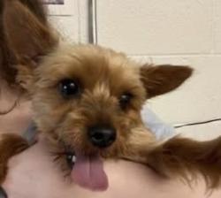 Lost Male Dog last seen Chapman highway, Knoxville, TN 37920