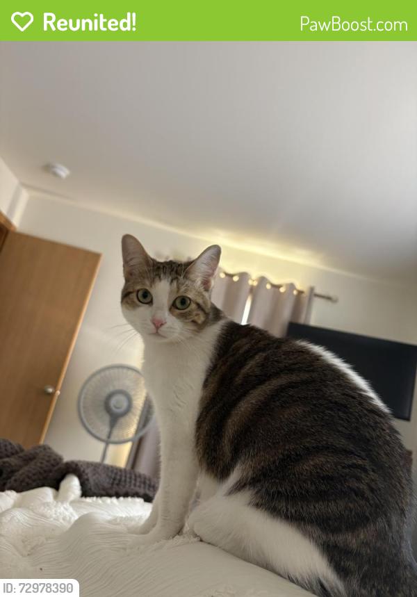 Reunited Female Cat last seen Route 12/ Home Depot, Volo, IL 60020