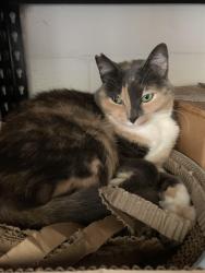 Lost Female Cat last seen Waipahu High School, Waipahu, HI 96797