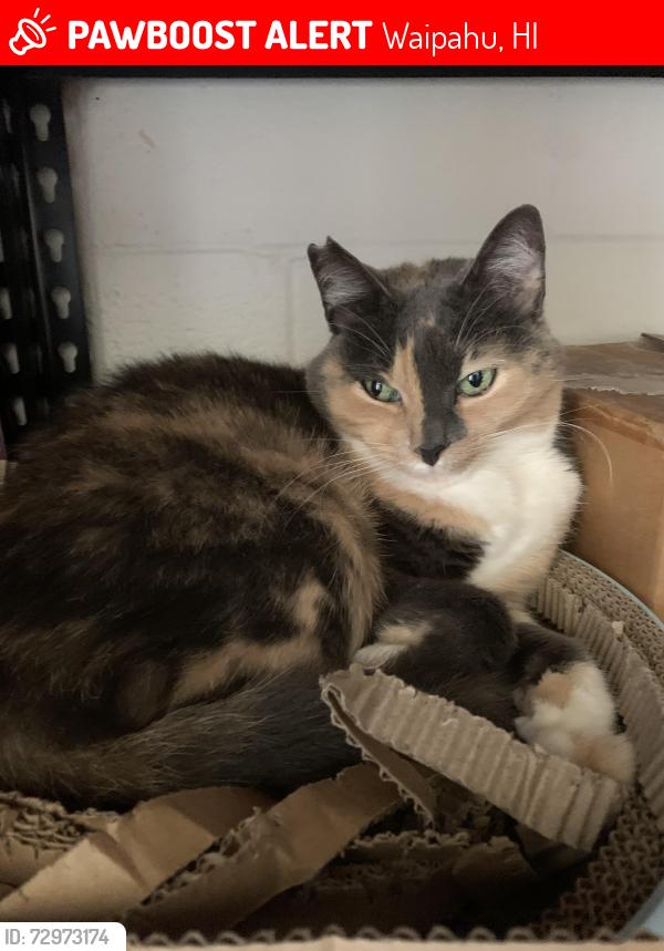 Lost Female Cat last seen Waipahu High School, Waipahu, HI 96797
