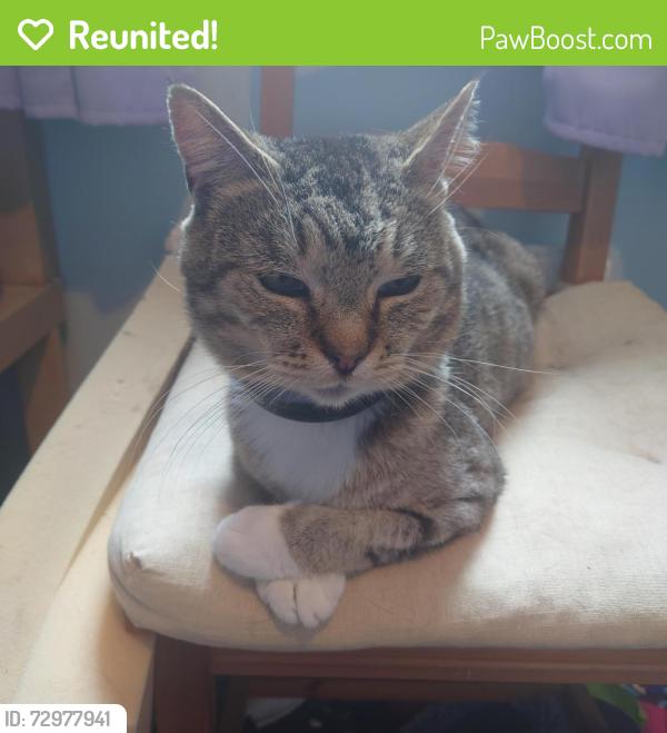 Reunited Male Cat last seen Leopard Dr x Noble Close, Pennyland, England MK15 8AP