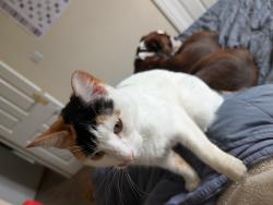 Reunited Female Cat last seen Widnes Station , Halton, England WA8 9QH