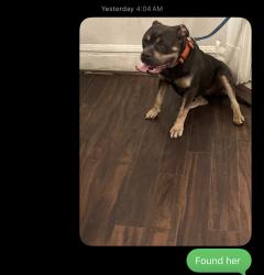 Reunited Female Dog last seen Harding, Stockton, CA 95202