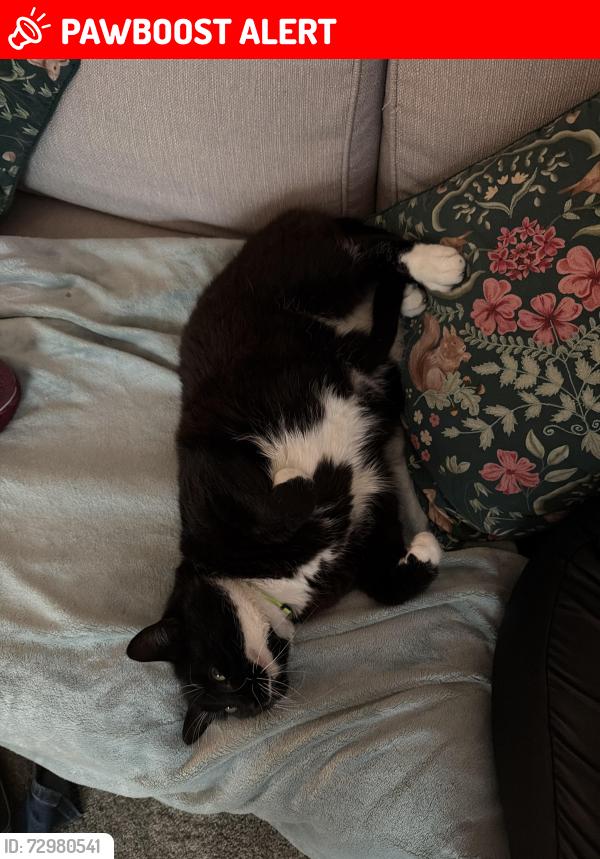 Lost Female Cat last seen Nore Farm Avenue Emsworth Hampshire, Hampshire, England PO10 7NA