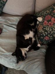 Lost Female Cat last seen Nore Farm Avenue Emsworth Hampshire, Hampshire, England PO10 7NA