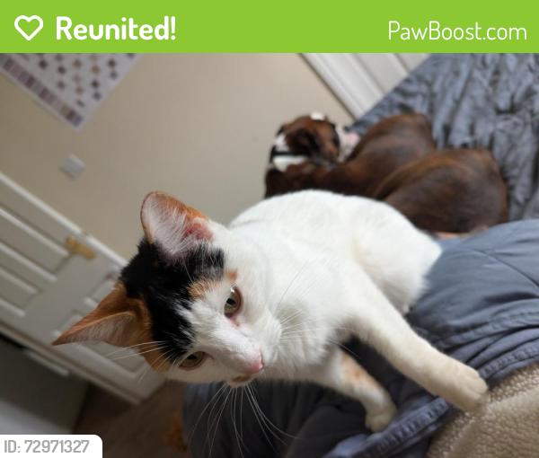 Reunited Female Cat last seen Widnes Station , Halton, England WA8 9QH