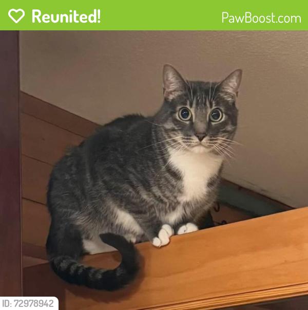 Reunited Male Cat last seen White Bear Ave., White Bear Lake, MN 55110