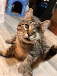 Reunited Female Cat last seen SW 143rd Street Archer Florida, 32618, Archer, FL 32618