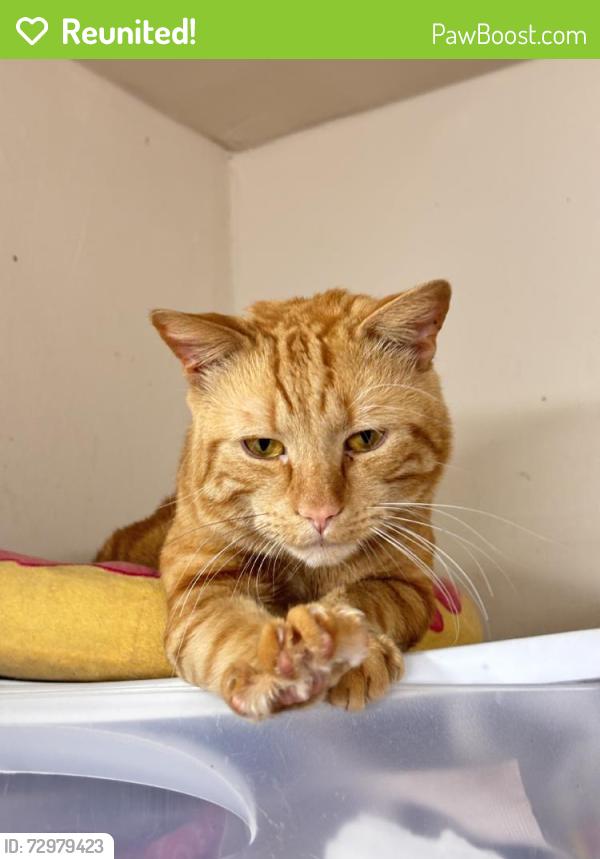 Reunited Male Cat last seen Near Executive Ave, Alexandria, VA 22305, USA, Alexandria, VA 22305