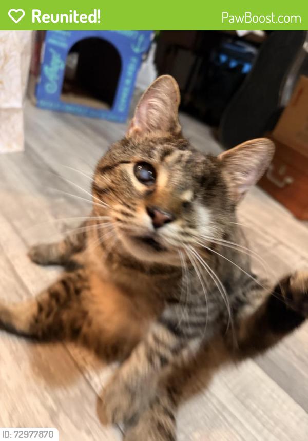 Reunited Female Cat last seen SW 143rd Street Archer Florida, 32618, Archer, FL 32618