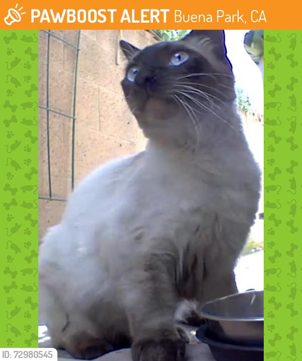 Found/Stray Unknown Cat last seen Crescent Ave between Western and Grand Avenues , Buena Park, CA 90620