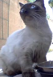 Found/Stray Unknown Cat last seen Crescent Ave between Western and Grand Avenues , Buena Park, CA 90620