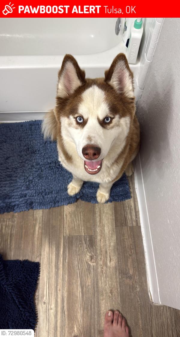 Lost Male Dog last seen Crossings at Silver Oak apmts , Tulsa, OK 74136