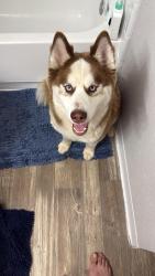 Lost Male Dog last seen Crossings at Silver Oak apmts, Tulsa, OK 74136