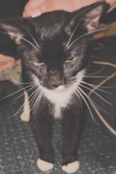 Found/Stray Male Cat last seen lebow st near terminal and deen rd, Fort Worth, TX 76106