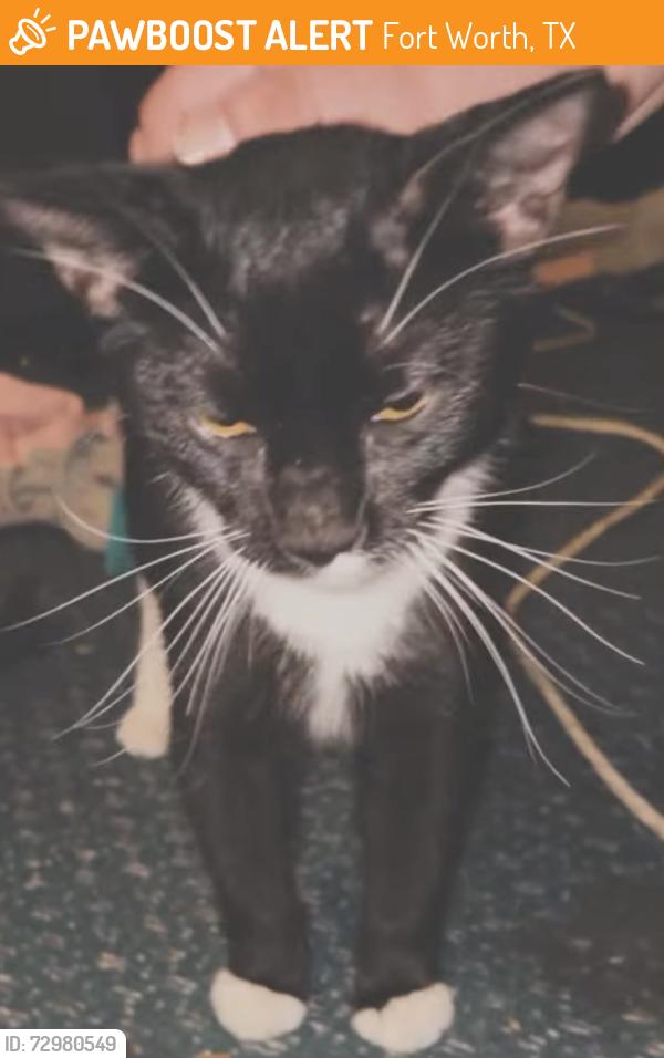 Found/Stray Male Cat last seen lebow st near terminal and deen rd, Fort Worth, TX 76106