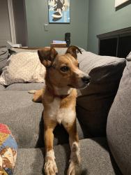 Reunited Female Dog last seen Hazen Street behind Cityview neighborhood area, Ludlow, KY 41016