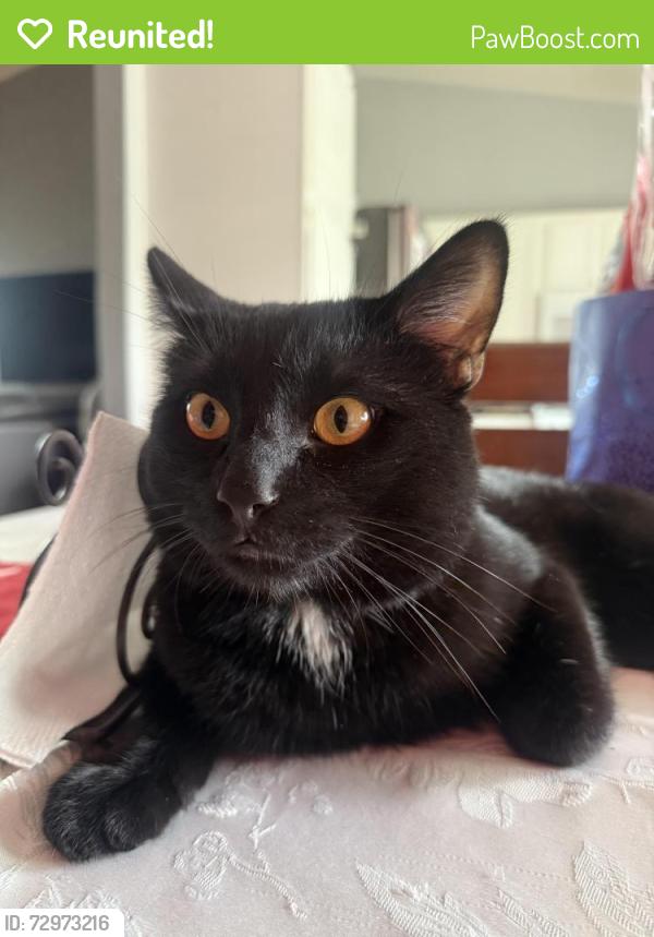 Reunited Male Cat last seen Sierra Ave, Jurupa Ave, Windcrest Drive, Fontana, CA 92337