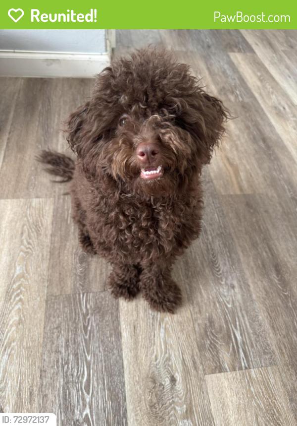 Reunited Male Dog last seen Watson ave and croes ave , The Bronx, NY 10472