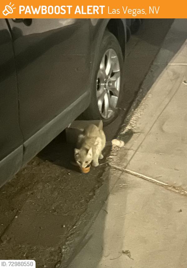 Found/Stray Unknown Cat last seen Owens/Pecos, Las Vegas, NV 89110