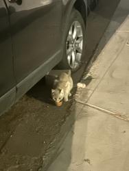 Found/Stray Unknown Cat last seen Owens/Pecos, Las Vegas, NV 89110
