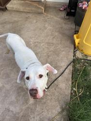 Found/Stray Male Dog last seen Babcock Teailhead, San Antonio, TX 78249