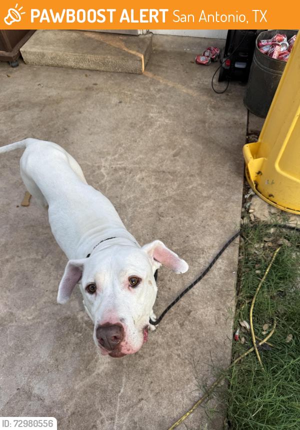 Found/Stray Male Dog last seen Babcock Teailhead, San Antonio, TX 78249