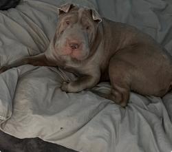 Reunited Female Dog last seen Imperial Hwy. & Grovedale Dr, East Whittier, CA 90604, USA, East Whittier, CA 90604