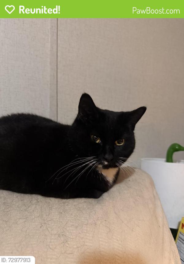 Reunited Female Cat last seen Sw 143rd street archer Florida 32618, Archer, FL 32618