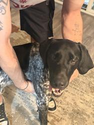 Found/Stray Male Dog last seen Near Irene st , Burleson, TX 76028