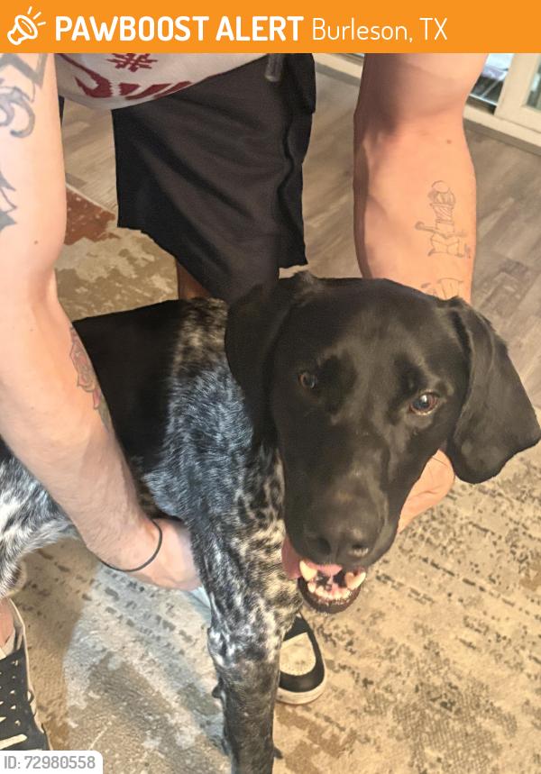 Found/Stray Male Dog last seen Near Irene st , Burleson, TX 76028