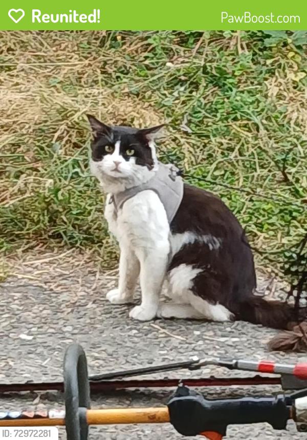 Reunited Male Cat last seen Delridge dumar, Seattle, WA 98106
