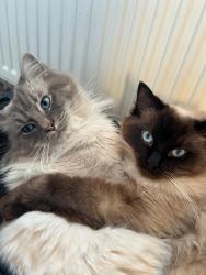 Reunited Male Cat last seen Torquay street, Bernard Street milton, Glasgow City, Scotland G22 7QL