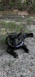 Lost Female Cat last seen Palmview and N Sarazen Dr , Citrus Springs, FL 34434